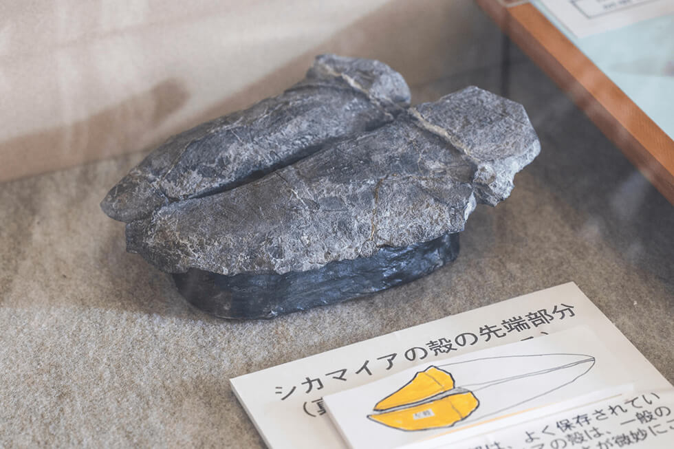 シカマイアの殻　先端部分の写真