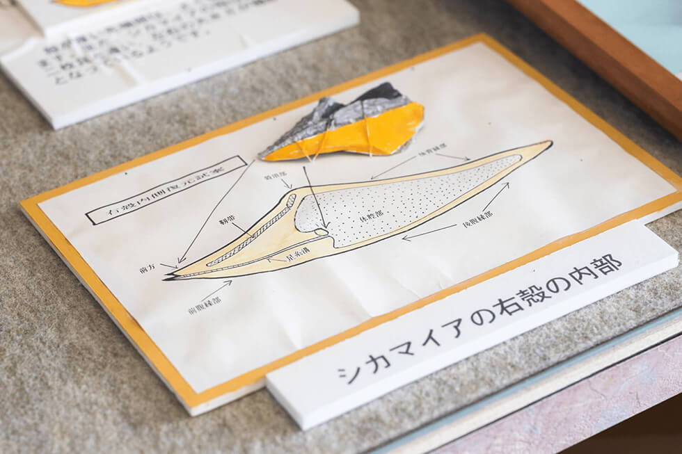 シカマイアの右殻　内部の写真